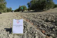 Siembra del azafrn entre las calles del olivar