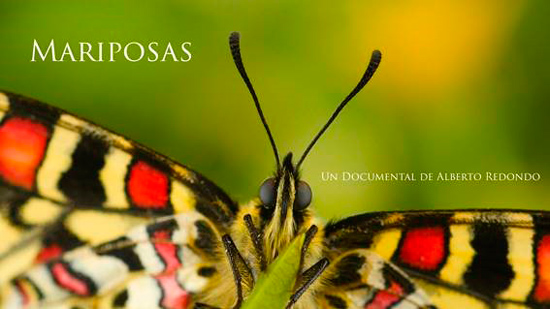 mariposas